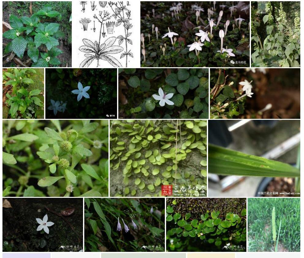 疏花螺序草照片和图片/