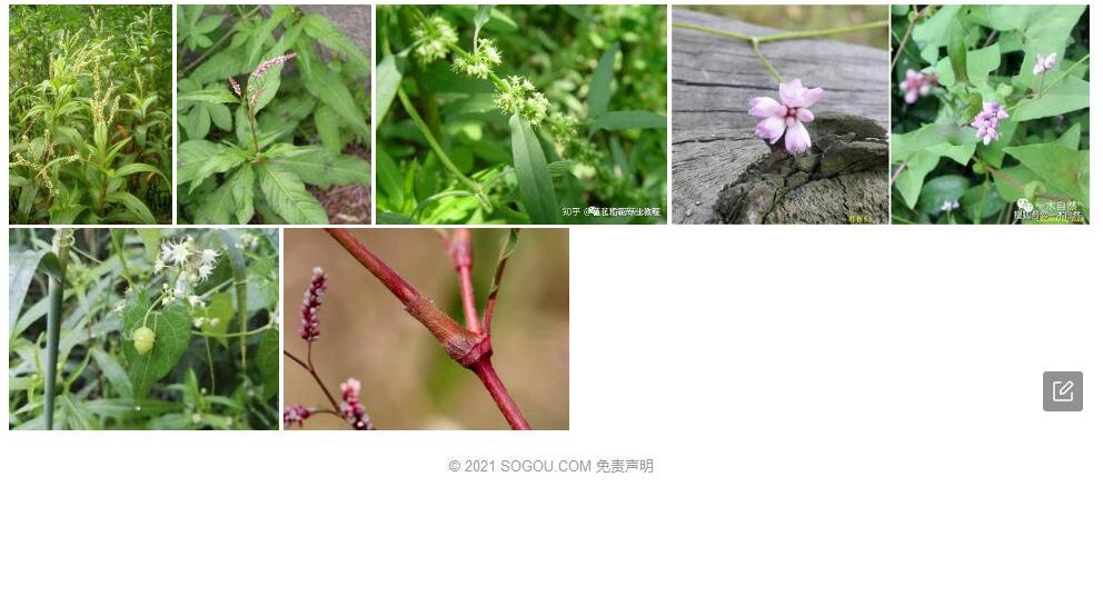 疏花酸模照片和图片/