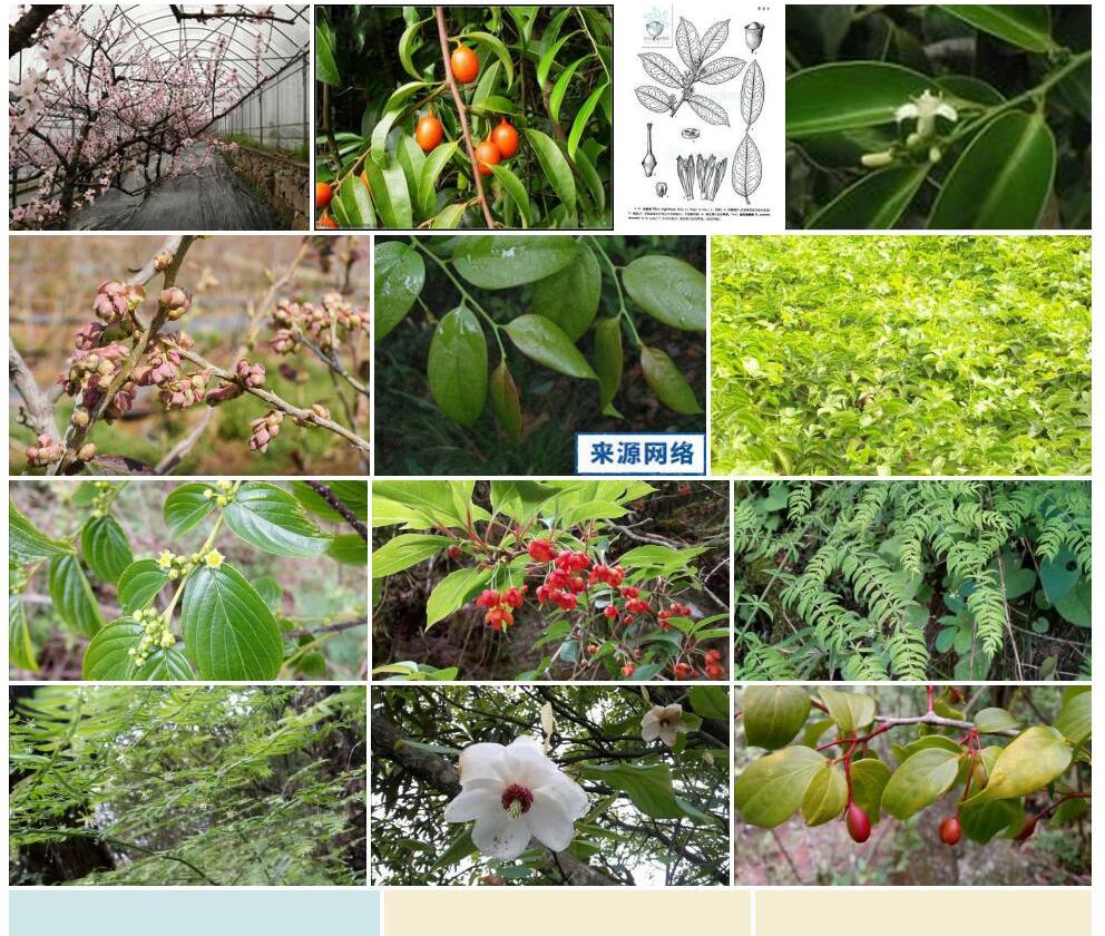 疏花铁青树照片和图片/