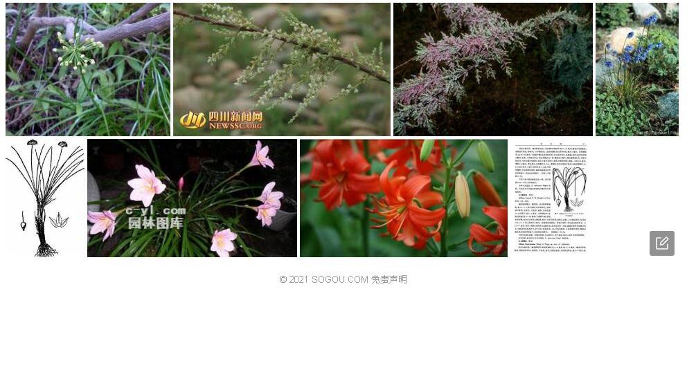 疏花韭照片和图片/