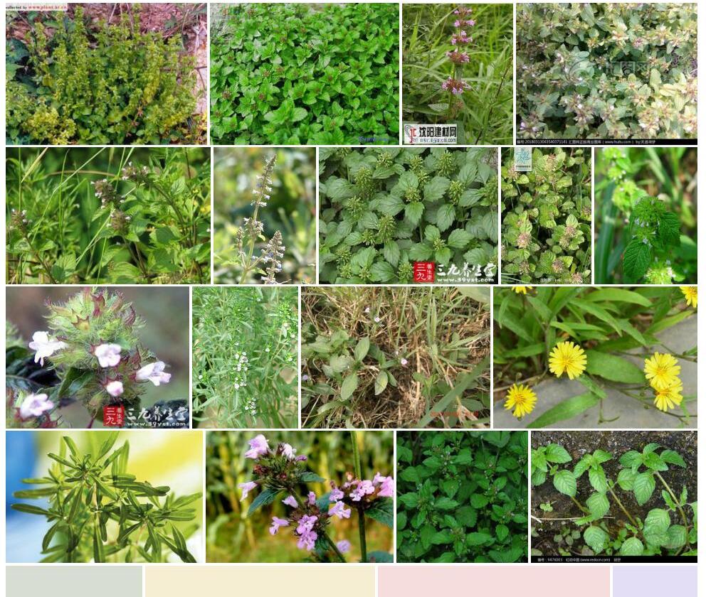 疏花风轮菜照片和图片/