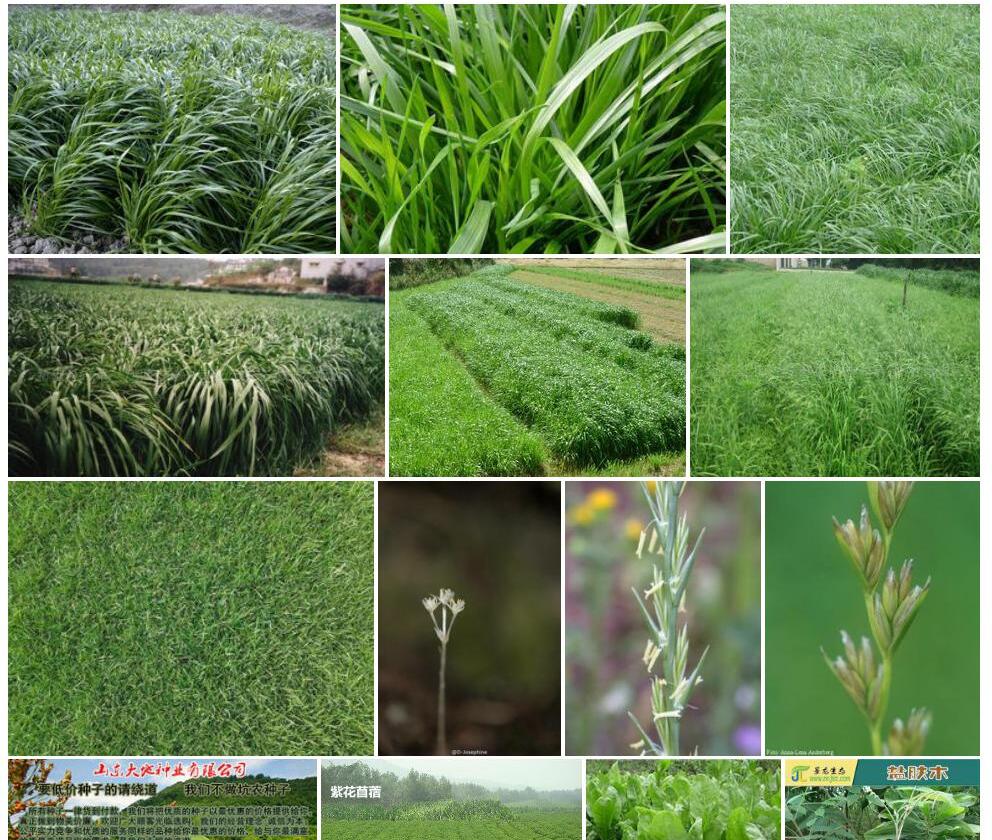 疏花黑麦草照片和图片/