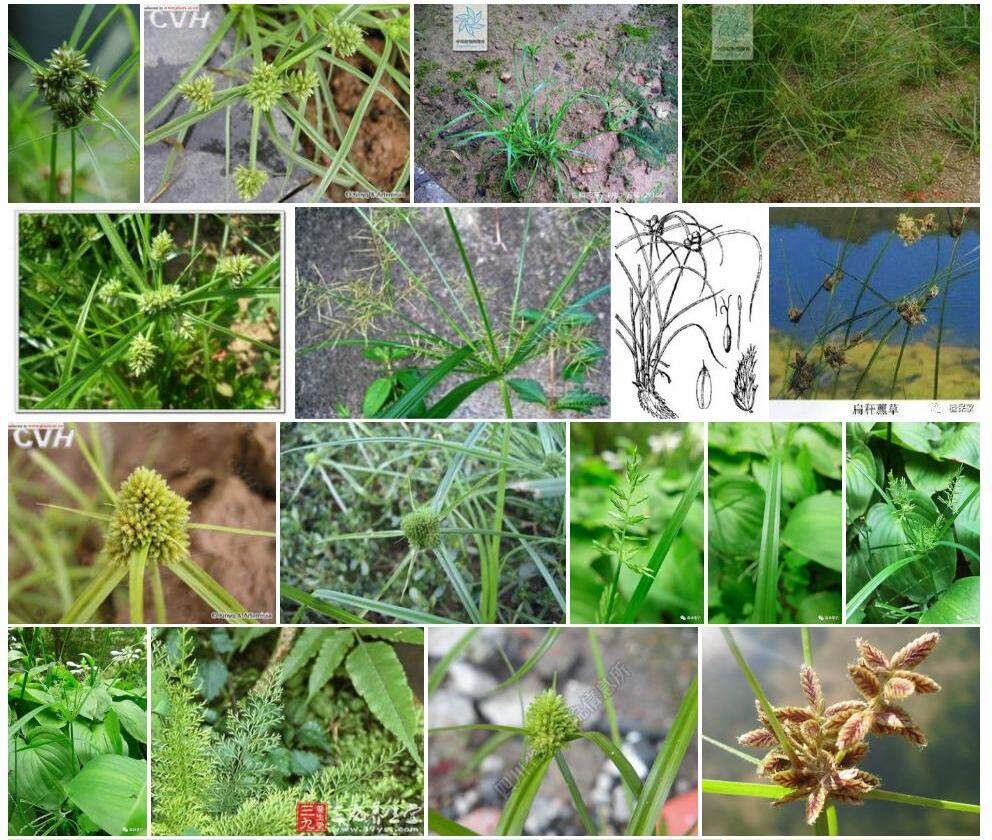 疏鳞莎草照片和图片/
