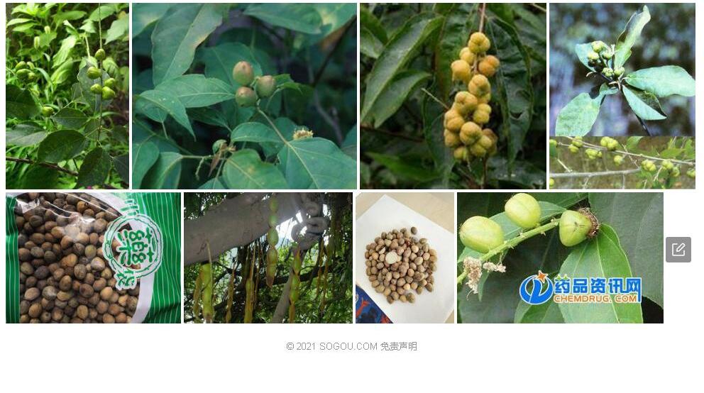 疏齿巴豆照片和图片/