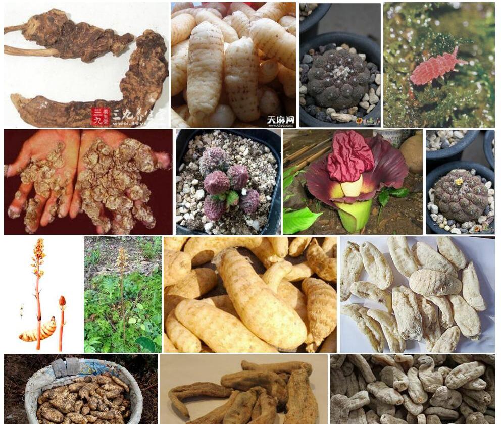 疣天麻照片和图片/