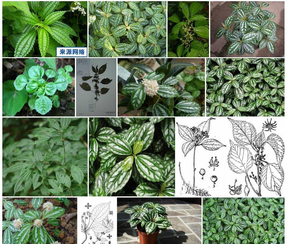 疣果冷水花照片和图片/