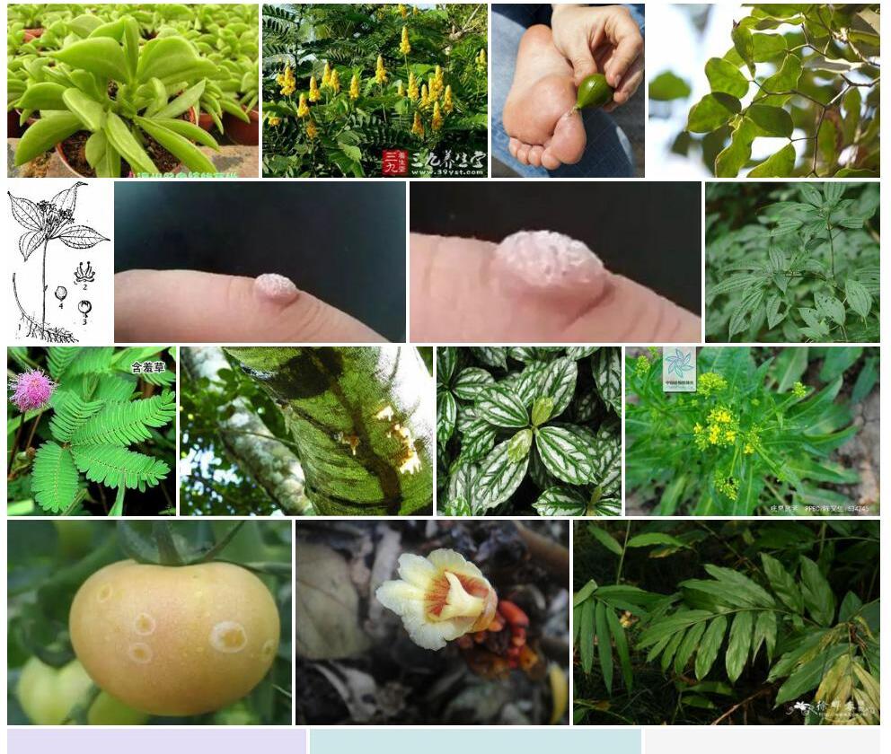 疣果孪叶豆照片和图片/