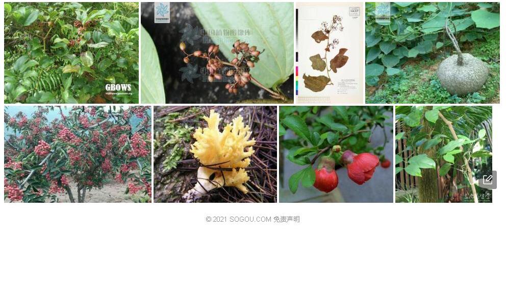 疣枝菝葜照片和图片/