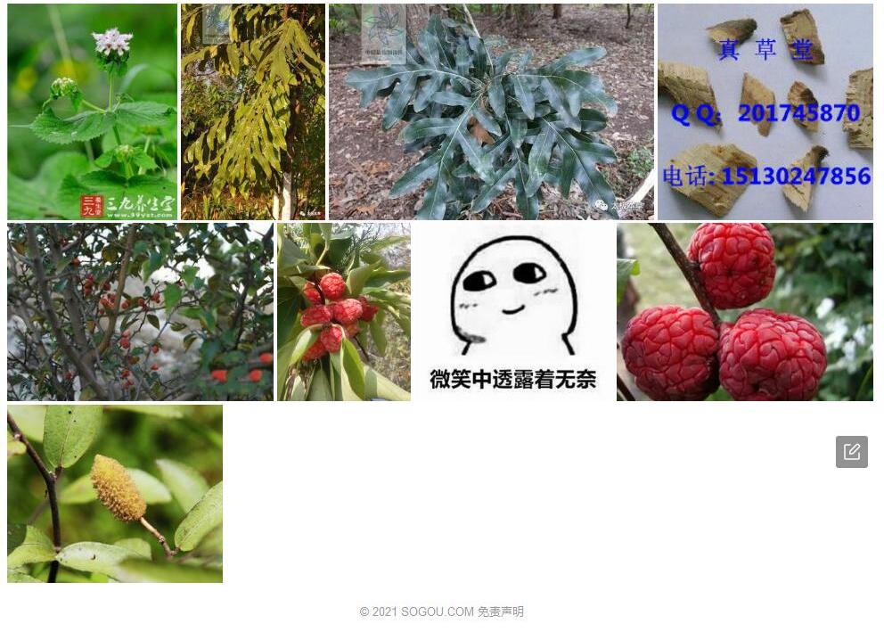 痄腮树照片和图片/