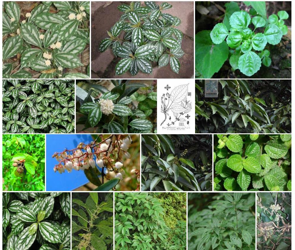 瘤果冷水花照片和图片/
