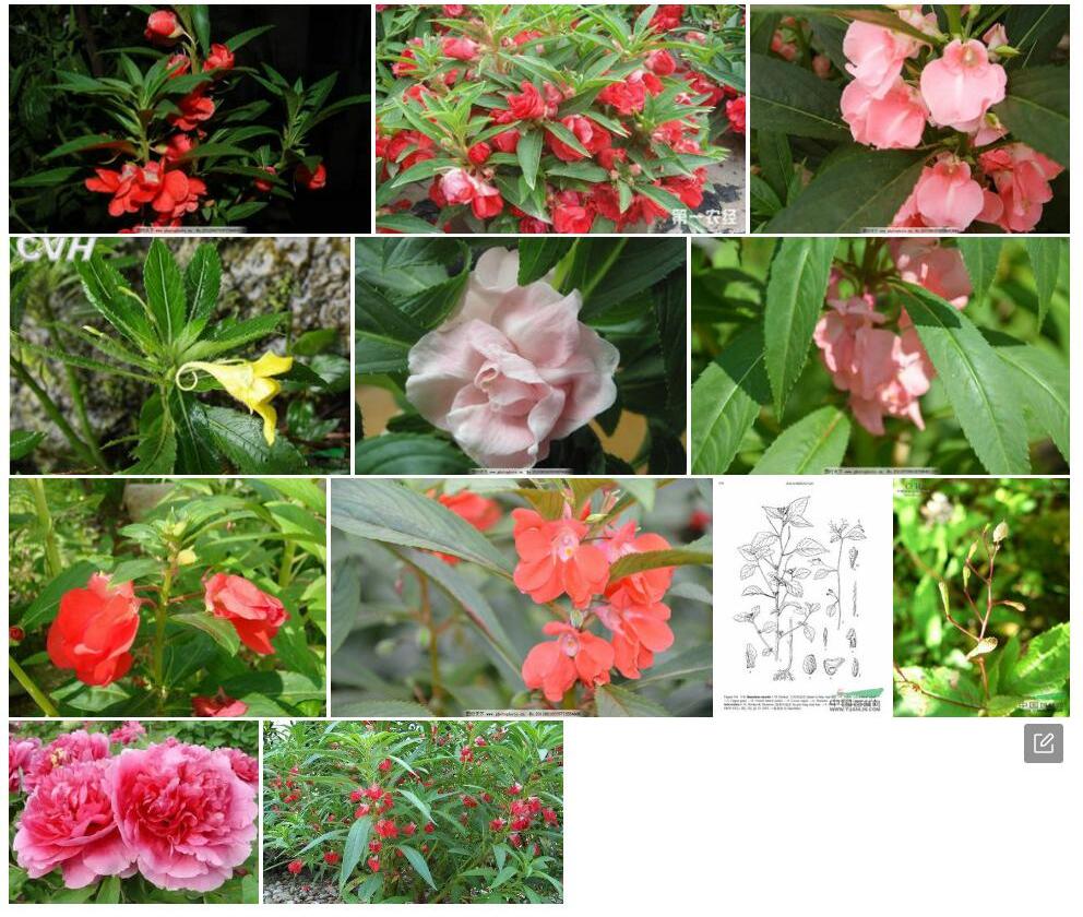 瘤果凤仙花照片和图片/