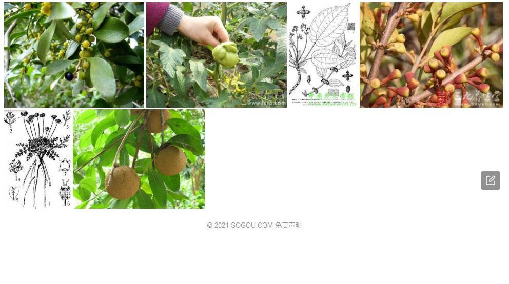 瘤果柯照片和图片/