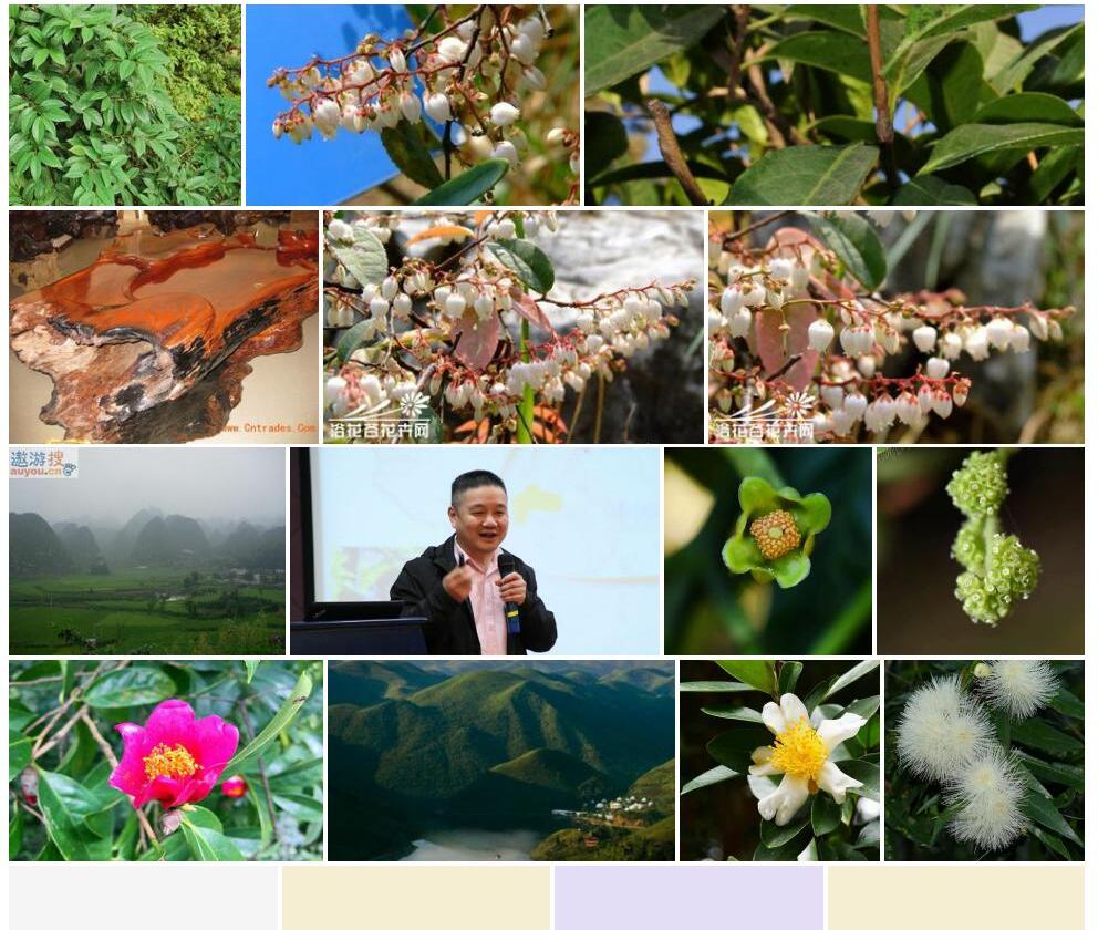 瘤果茶照片和图片/