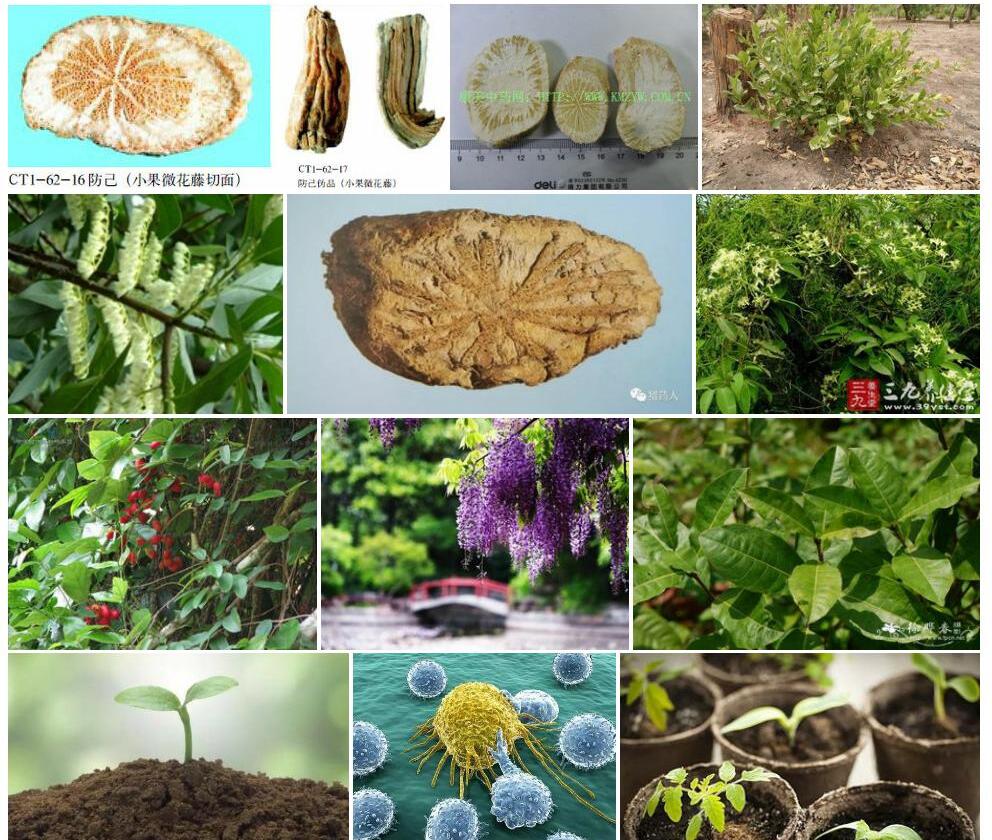 瘤枝微花藤照片和图片/