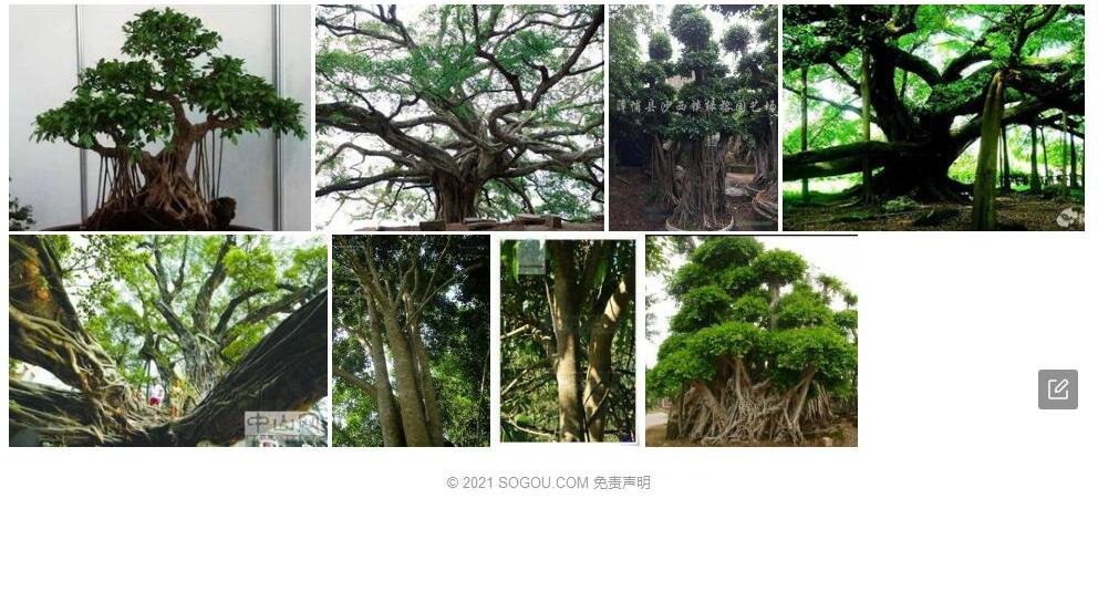 瘤枝榕照片和图片/