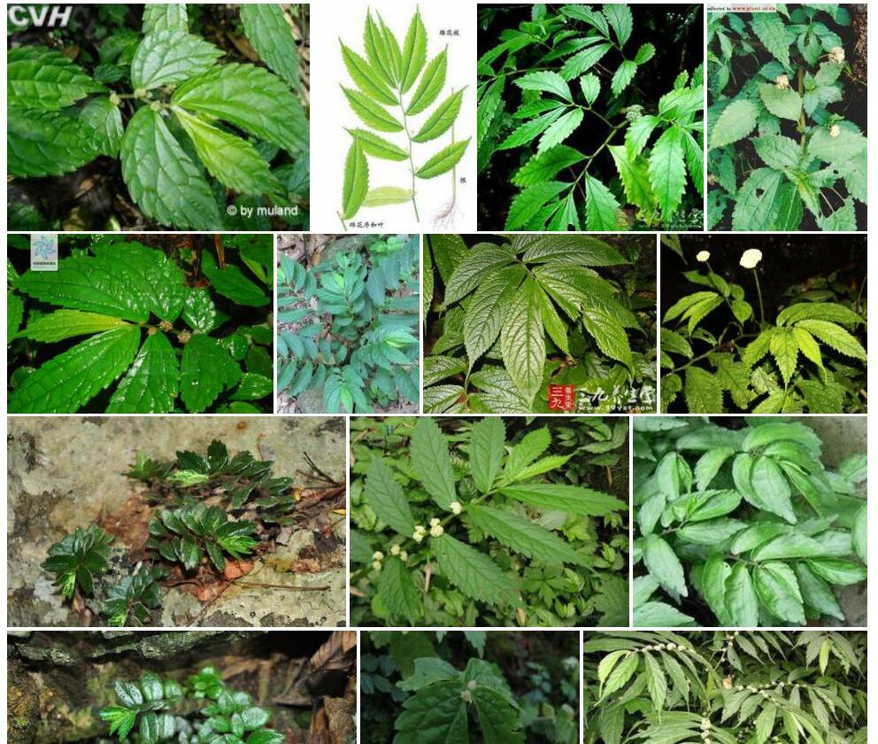 瘤茎楼梯草照片和图片/