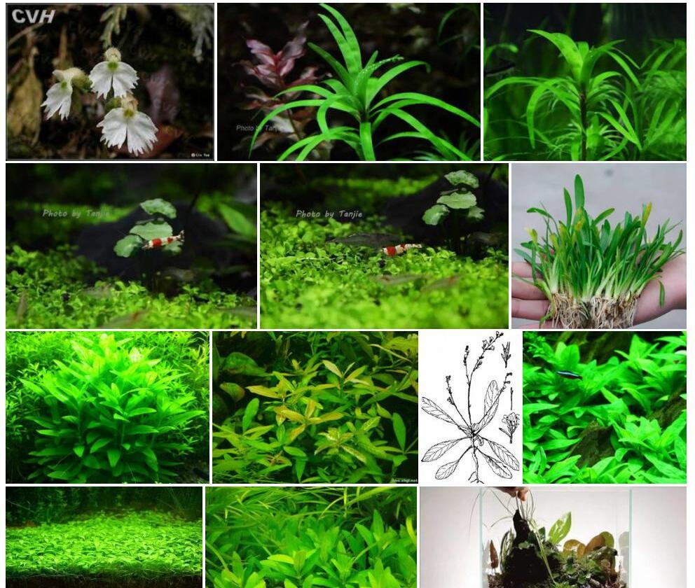 瘦叉柱花照片和图片/