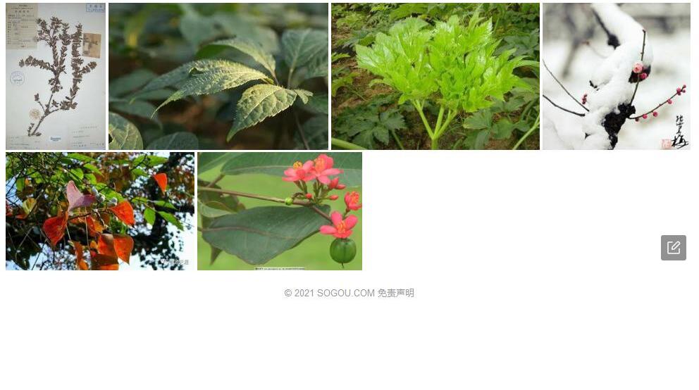 瘦叶瑞香照片和图片/