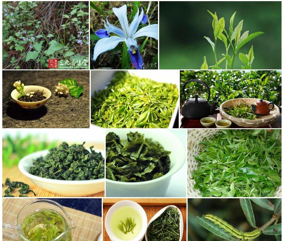 瘿花香茶菜照片和图片/