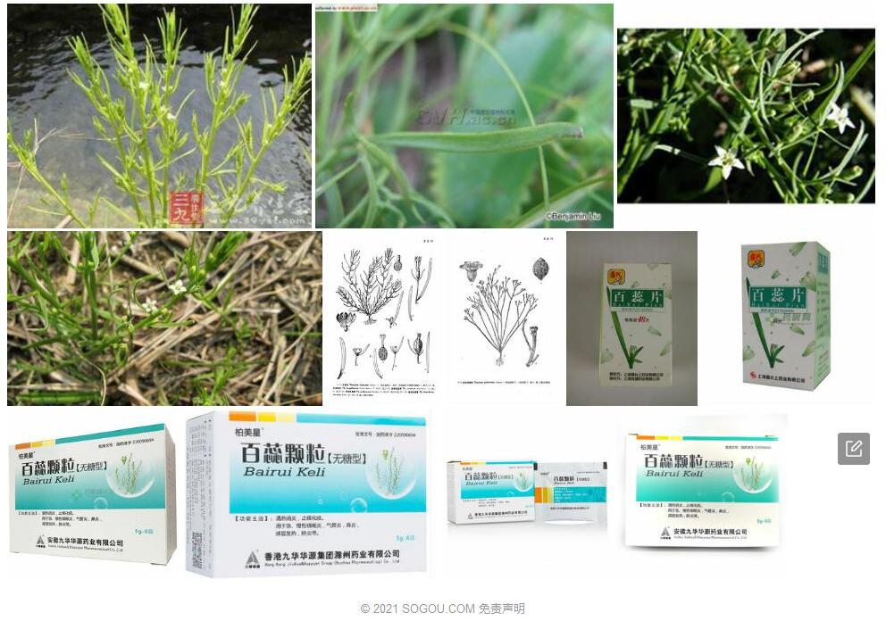 白云百蕊草照片和图片/