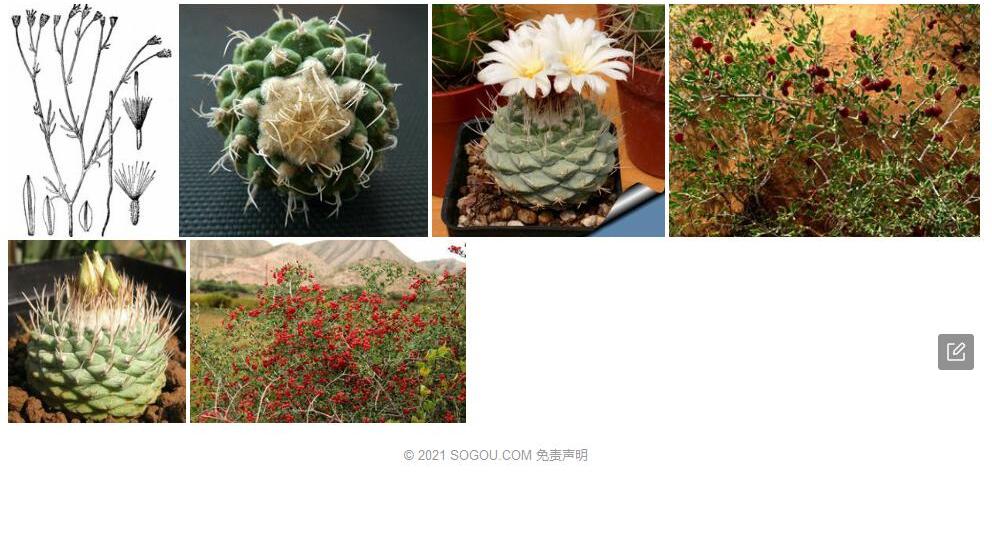 白刺菊照片和图片/