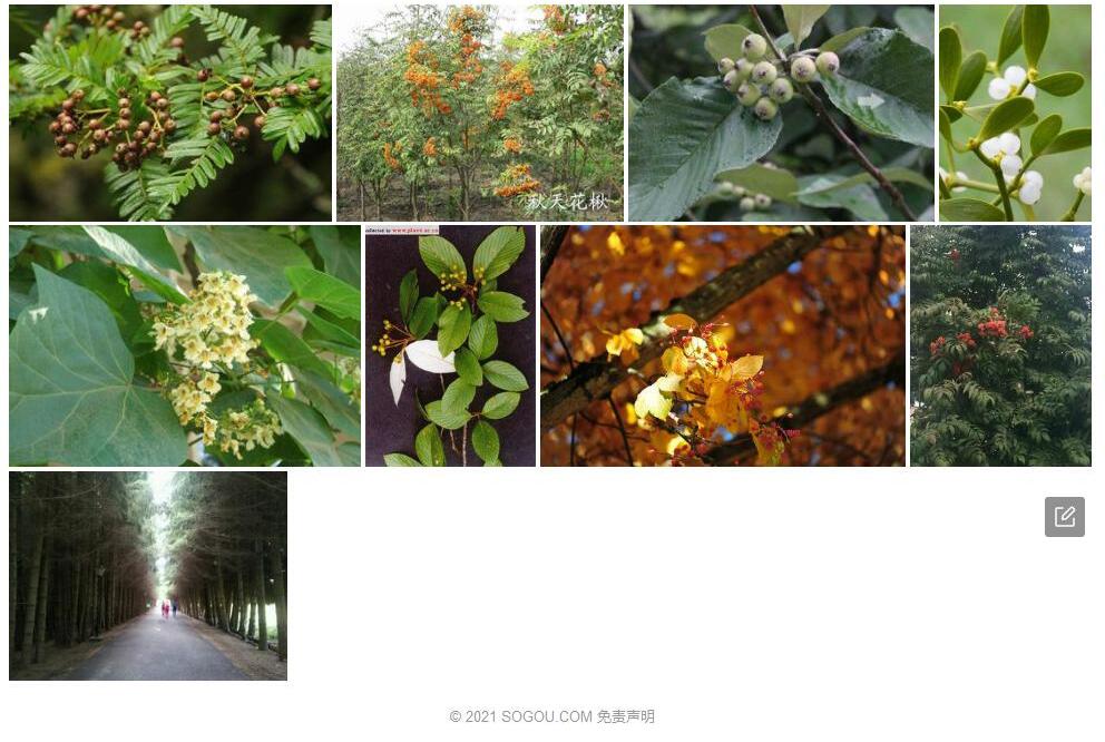 白叶花楸照片和图片/