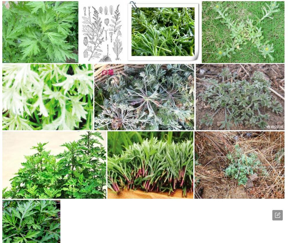 白叶蒿照片和图片/