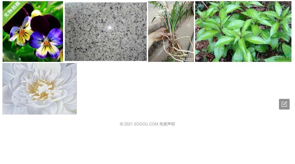 白大花千斤藤照片和图片/