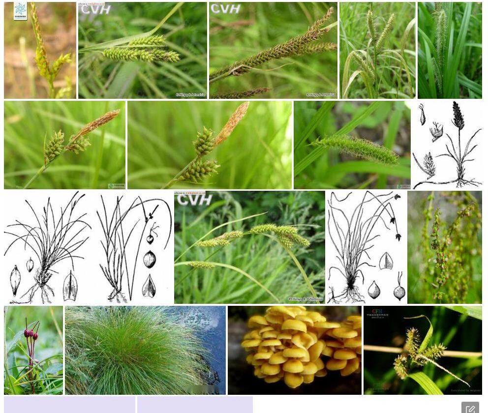 白头山薹草照片和图片/