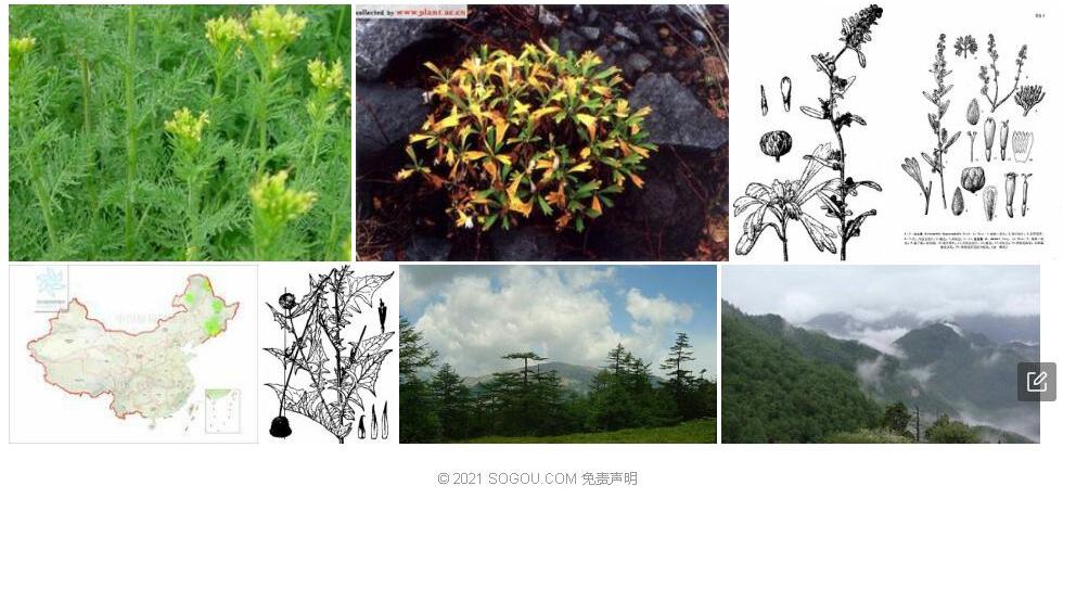 白山蒿照片和图片/