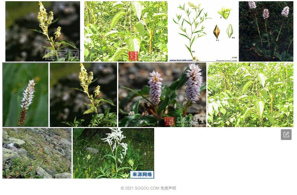 白山蓼照片和图片/