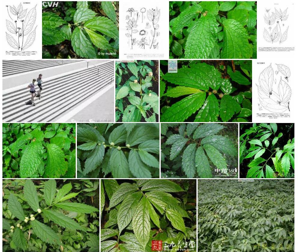 白序楼梯草照片和图片/