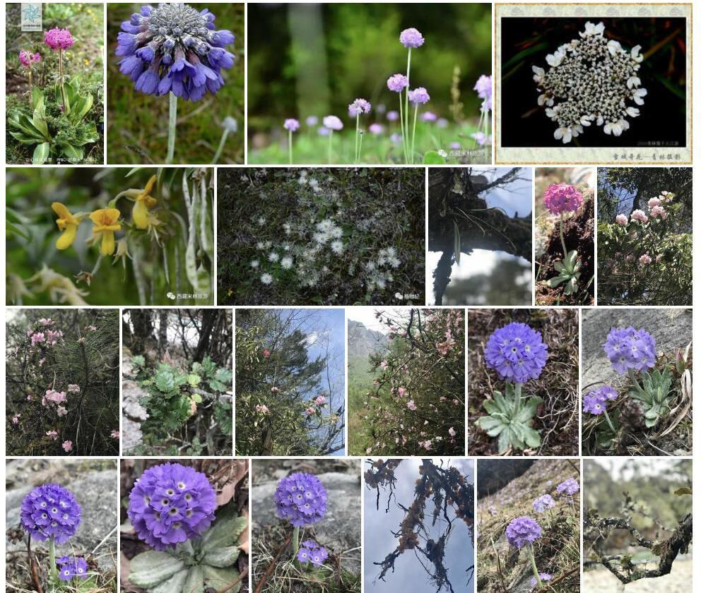 白心球花报春照片和图片/