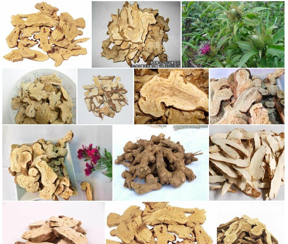 白术照片和图片/