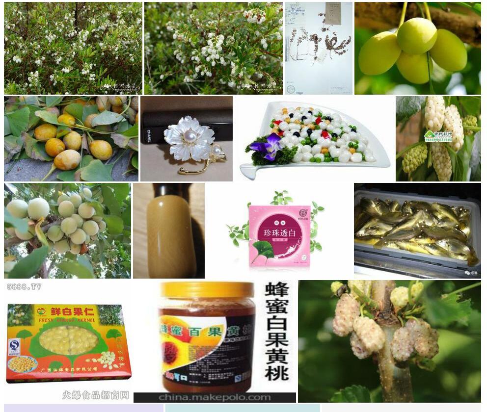 白果白珠照片和图片/