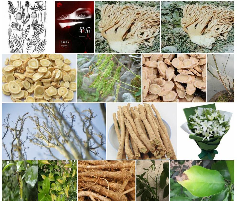 白枝黄耆照片和图片/