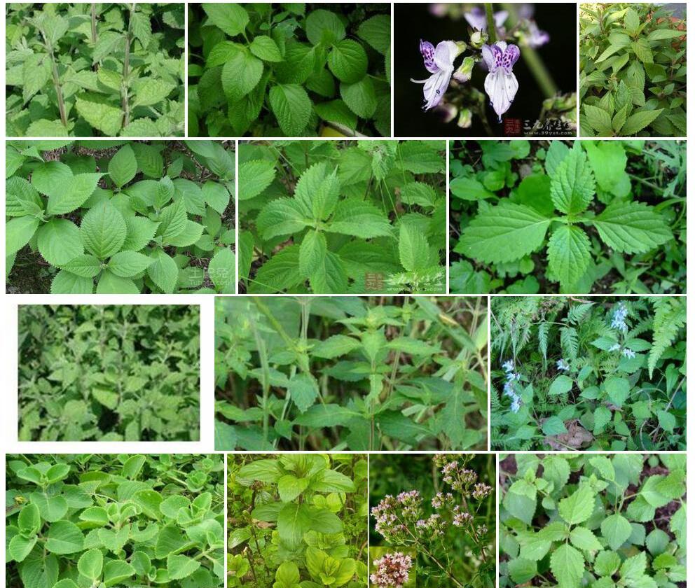 白柔毛香茶菜照片和图片/