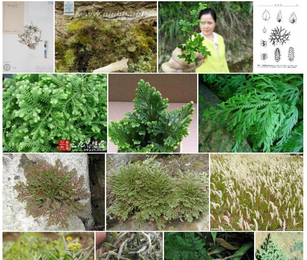 白毛卷柏照片和图片/