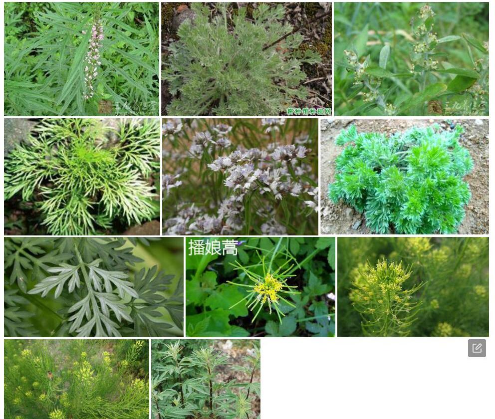 白毛多花蒿照片和图片/