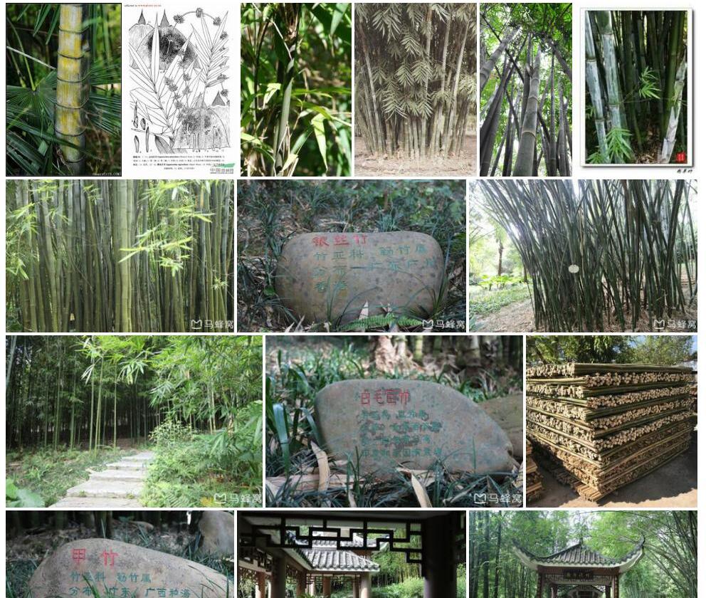 白毛巨竹照片和图片/