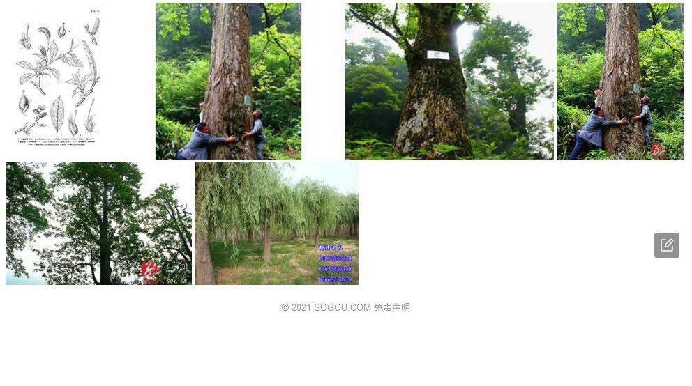 白毛柳照片和图片/