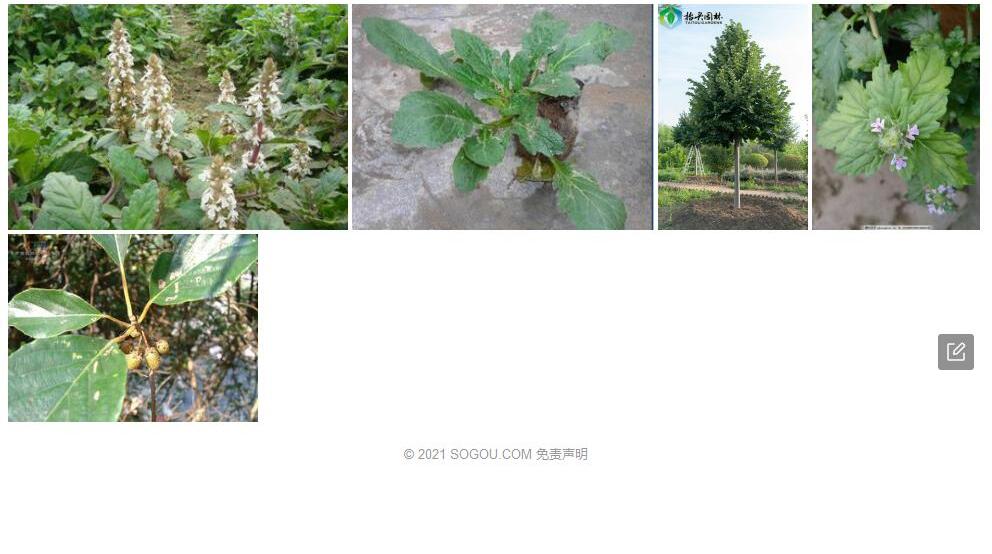 白毛椴照片和图片/