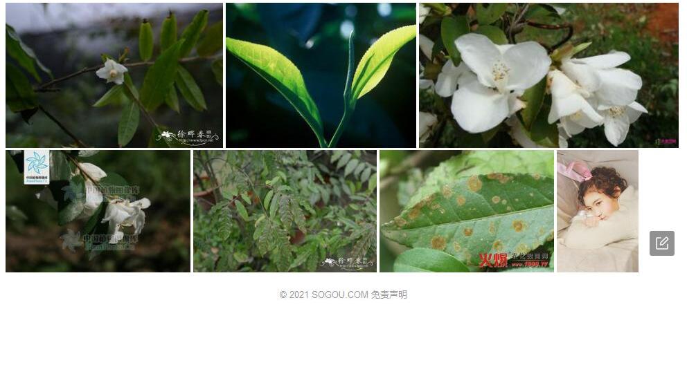 白毛蕊茶照片和图片/