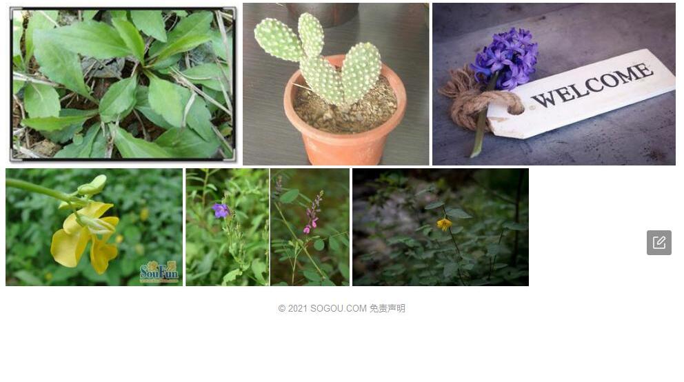 白毛马蓝照片和图片/