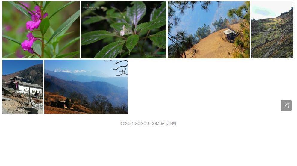 白汉洛凤仙花照片和图片/