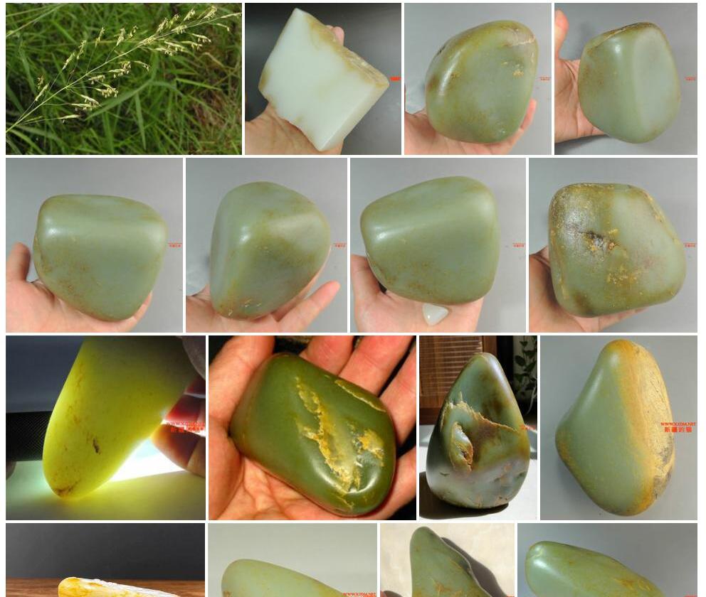 白玉大油芒照片和图片/
