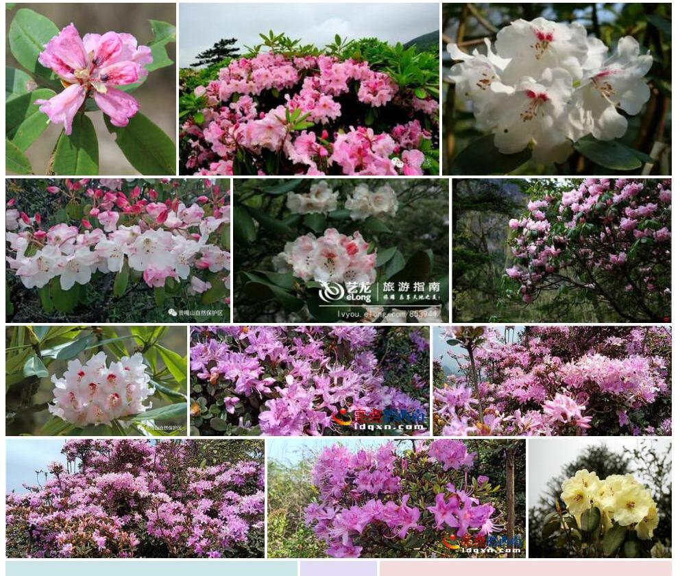 白碗杜鹃照片和图片/