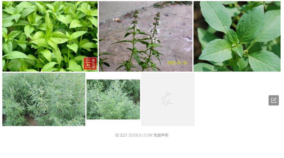 白绵毛荆芥照片和图片/