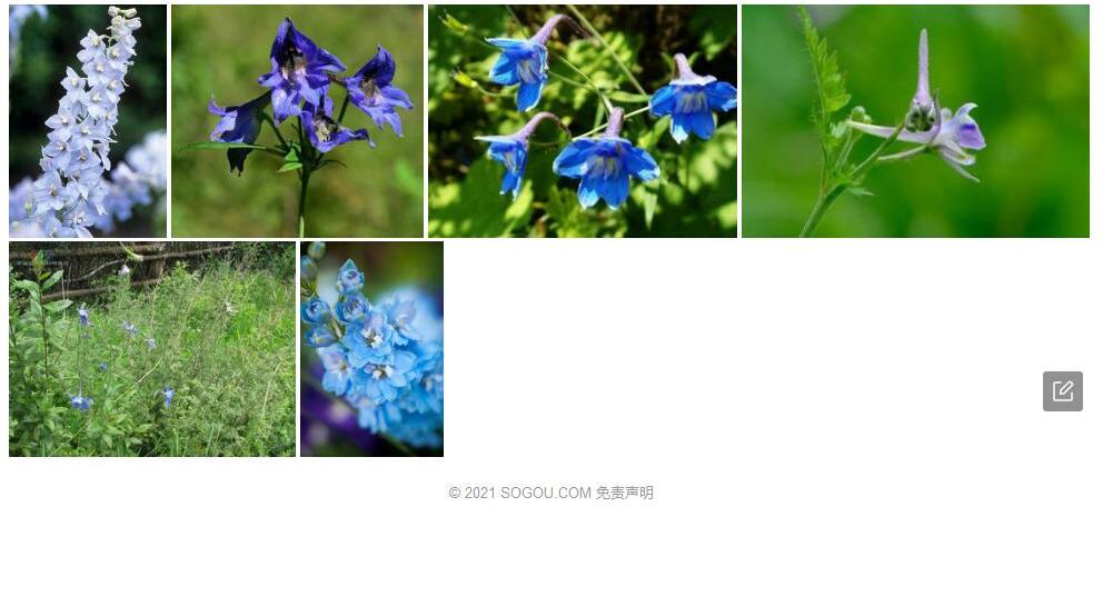 白缘翠雀花照片和图片/
