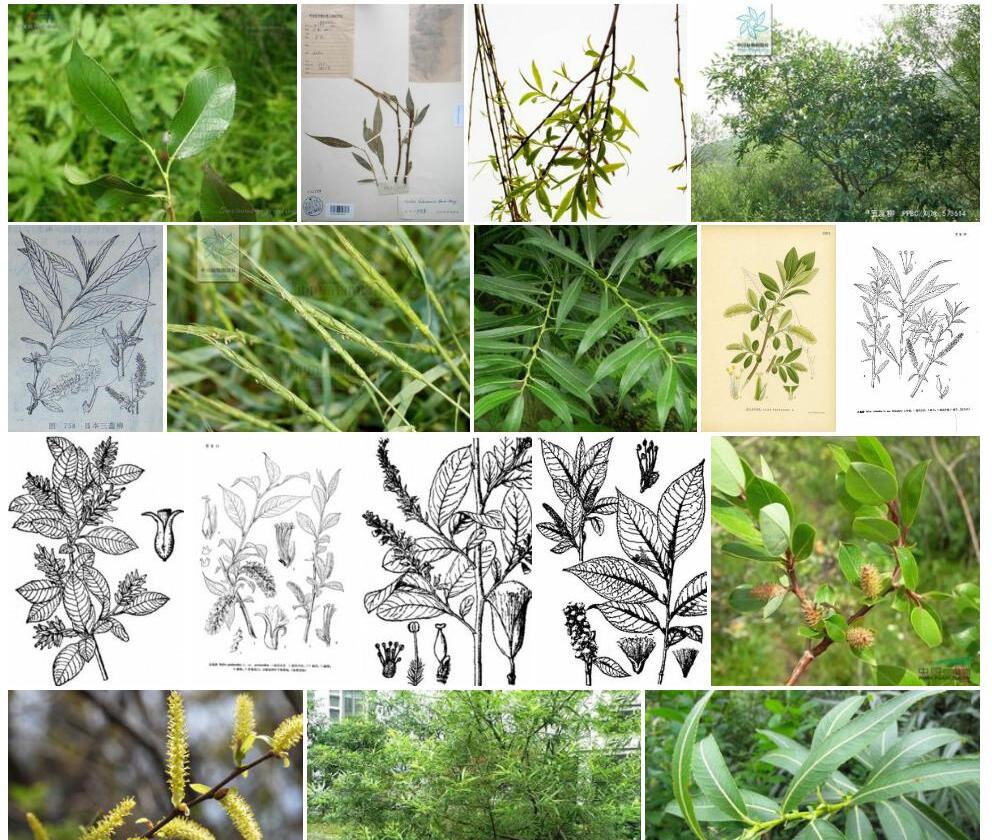 白背五蕊柳照片和图片/